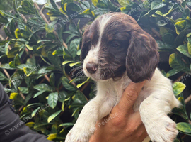English springer spaniel pups