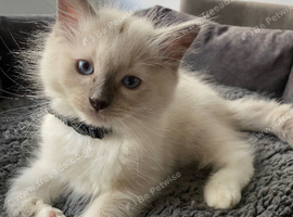 ragdoll kittens