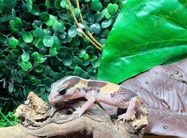 Normal het Oreo Fat Tailed Gecko at Birmingham Reptiles