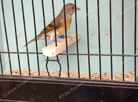 Red Siskin mule
