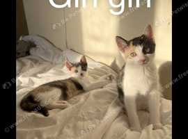 2 litters of mixed kittens and 1 other cat need rehoming