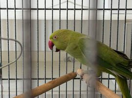 Ringneck parrot