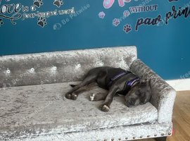 Puppy for sale.
