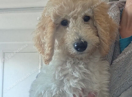 Standard Multigeneration Labradoodle back cross