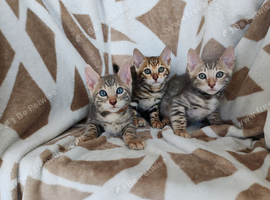 Bengal kittens - 2 grey boys available