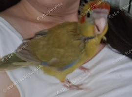 Handreared kakariki