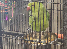 Indian Ringneck