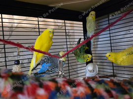 Adult Budgies