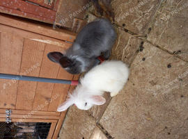 Litter of 5 lops mixed lion head lops