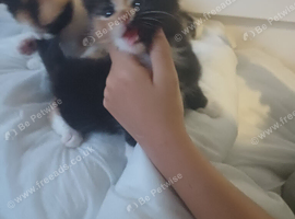 7 beautiful kittens for sale