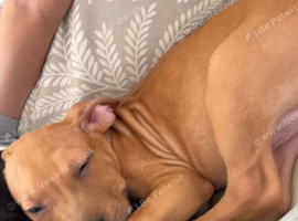 Staffy x mastiff puppy
