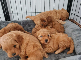 Cavapoochon puppy