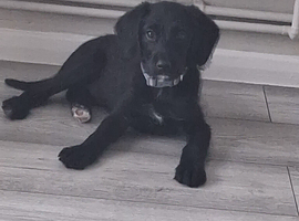 12 week cockerspaniel x lab