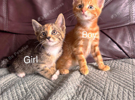 Beautiful kittens