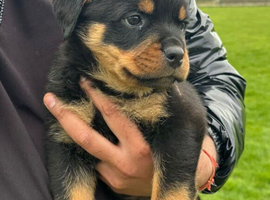 Rottweiler Pups -READY TO GO!  CHAMPION BLOODLINE & KC REGISTERED