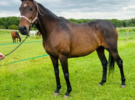 15.2/3hh mare