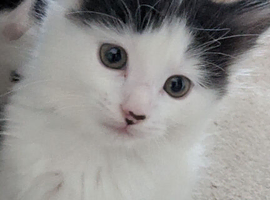6 amazing kittens.
