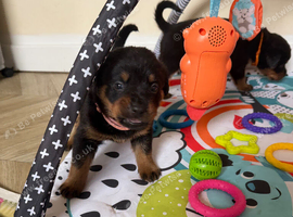 Beautiful pups