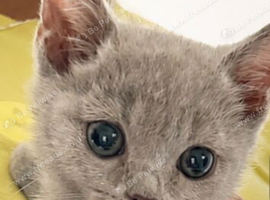 British short hair Russian blue