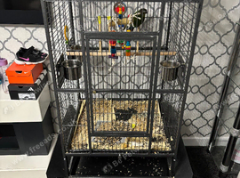 Conure parrot