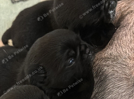 KC reg pug puppies