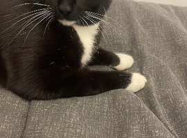 Litle cat available