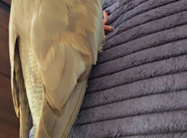 Hand tamed cockatiel with cage