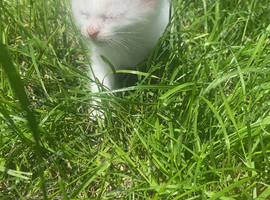 Siamese