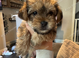 Female shorkie