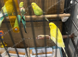 Budgies for sale