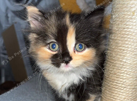 Ragdoll cross kittens