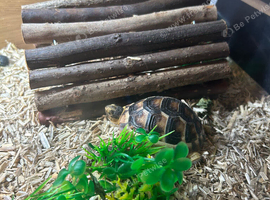 Tortoise and viv