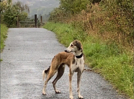 Saluki x Collie x Greyhound &ndash; 22 Months Old &ndash; &pound;500