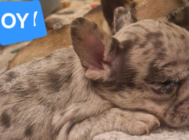 PEDIGREE FRENCH BULLDOG PUPPIES