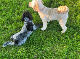 Dog walking and sitting service