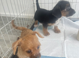 Two pups