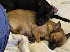 Female chihuahua