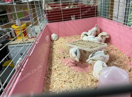 Jumbo quail