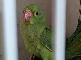 Green Indian ringneck baby