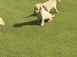 Labrador puppy&rsquo;s
