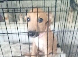 Greyhound x puppy girl 3 month
