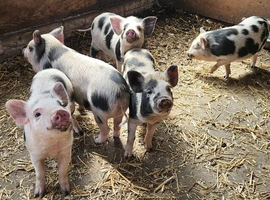 Mini Piglets (5 Ready Now)