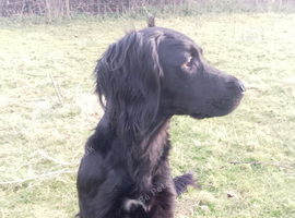 Mixed breed x cocker spaniel