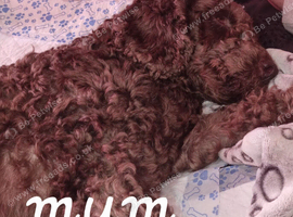 Beautiful cockerpoos only 1 girl available