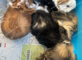 Handsome long haired baby boy guinea pigs.