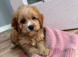 Cockerpoo puppy&rsquo;s