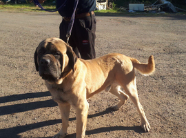 KC Reg English Mastiff Dog "Maximum Bailey"
