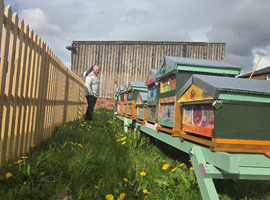Bee Hives, Nucleus colonies & Queens