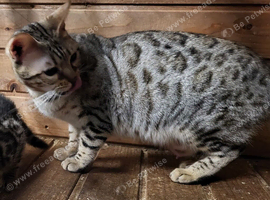 Silver bengal female