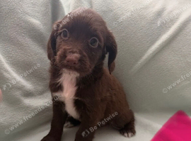 4 cocker spaniel pups left for sale